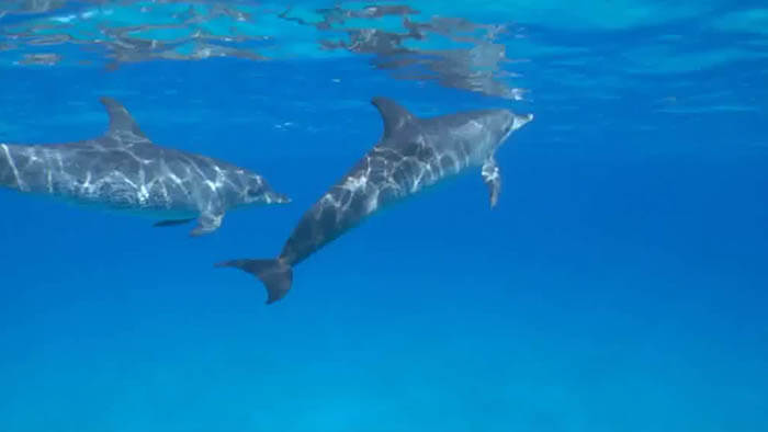a couple of dolphins under water